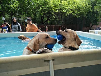 Golden retrievers playing in a pool
