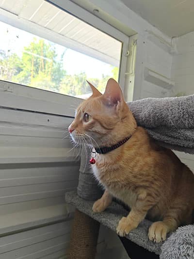Orange tabby cat on a cat tree