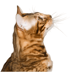 Bengal cat in profile at Heal Your Paws