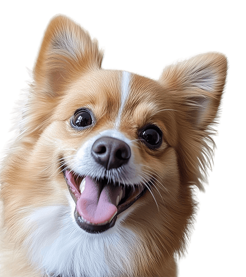 Fluffy dog in a private boarding room at Heal Your Paws