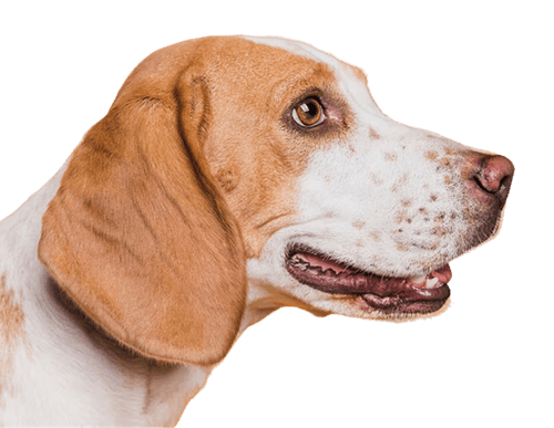 Beagle representing on-call veterinary support at Heal Your Paws