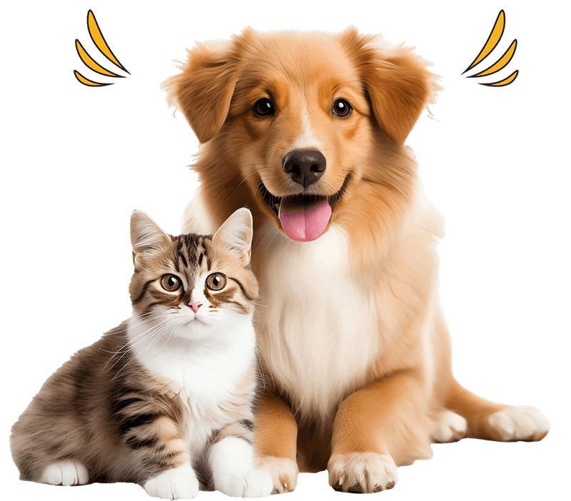 Golden retriever and tabby cat sitting together at Heal Your Paws