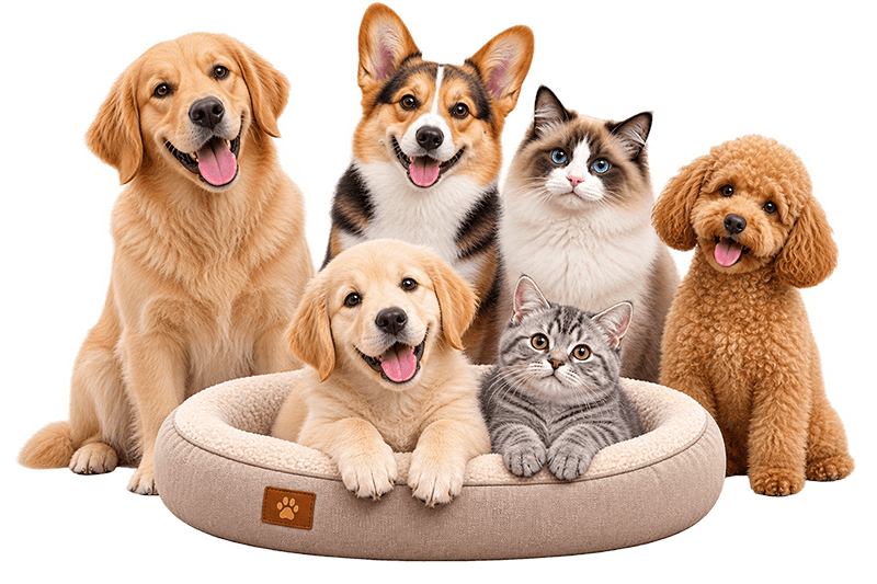 Dogs and cats grouped together for the Heal Your Paws boarding plan