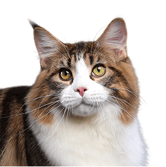 Fluffy long-haired cat at Heal Your Paws