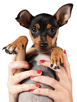 Canine Behavioural Training