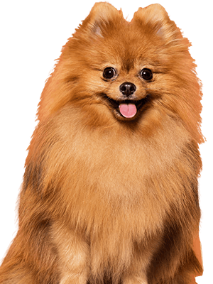 Pet Cafe and Fun Events