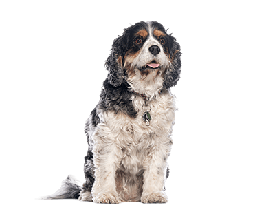 Dog representing the HealYourPaws mission to deliver quality dog care every single day