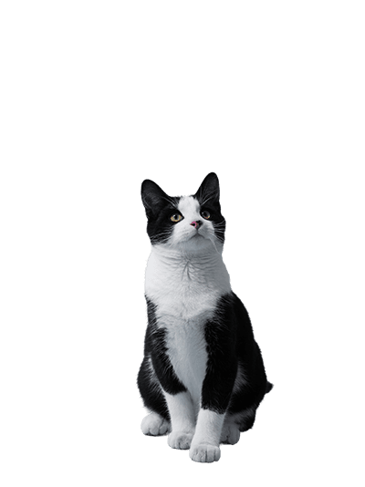 Cat representing the HealYourPaws long term vision for compassionate pet care for all