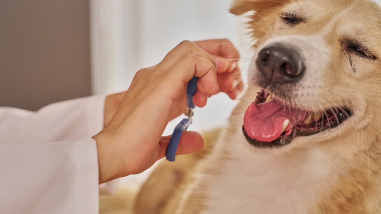 How Often Should You Get Your Dog Groomed in Delhi's Climate?