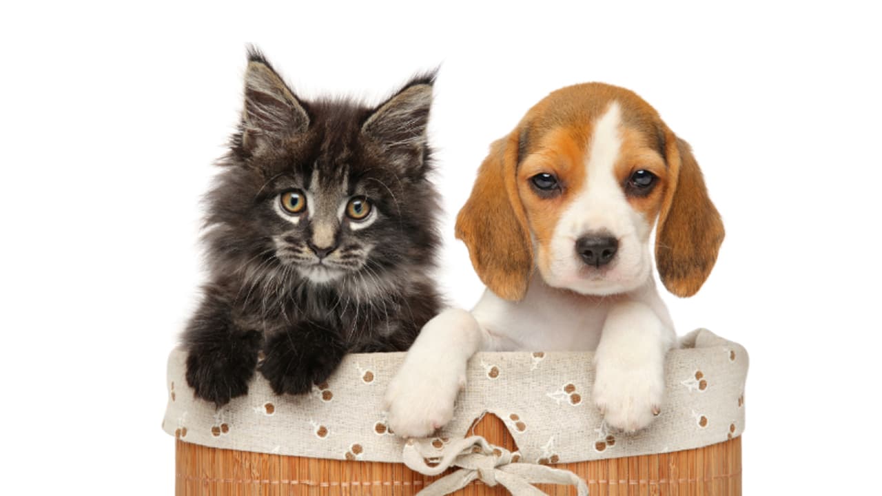 What Should You Check Before Booking Pet Boarding Near You?