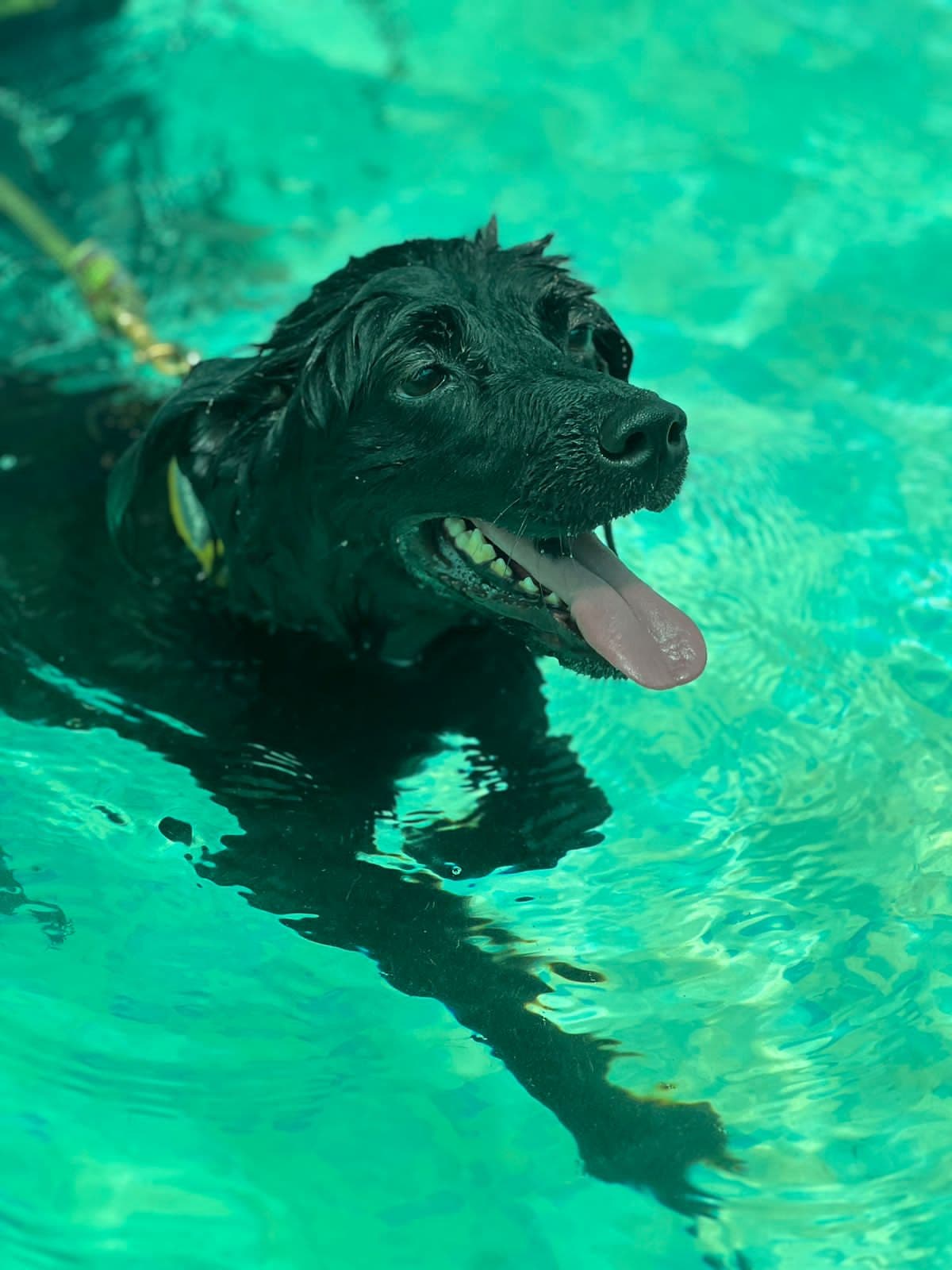 Pet care gallery image