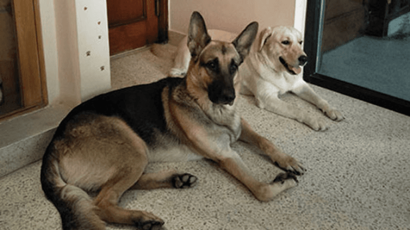 Information about Indian breed Dogs