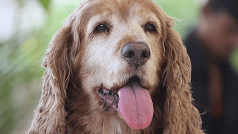 Dog diseases and their symptoms