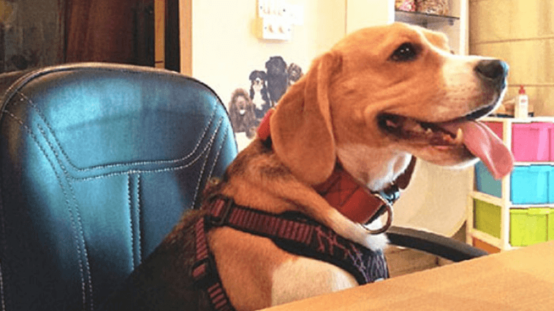 Indian dog behavioural issues
