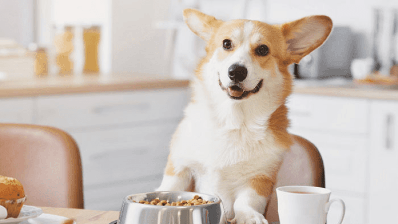 Blog on Dogs’ temperament of food