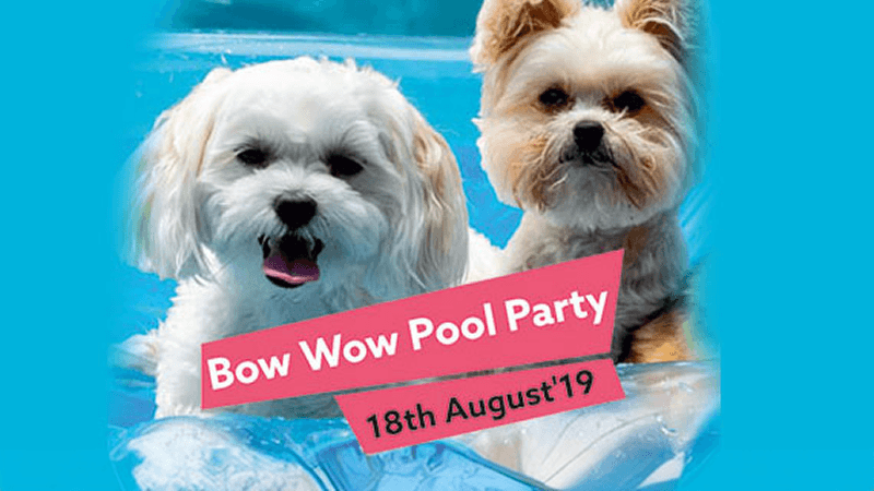 Dogs enjoying the dog swimming pool during a lively HealYourPaws pool party celebration