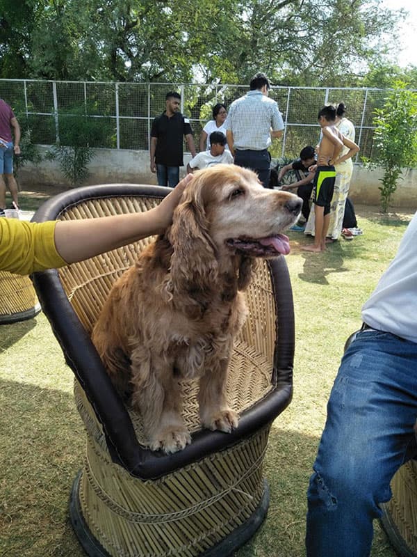 Pets and their owners gathered together at a HealYourPaws pet boarding community event
