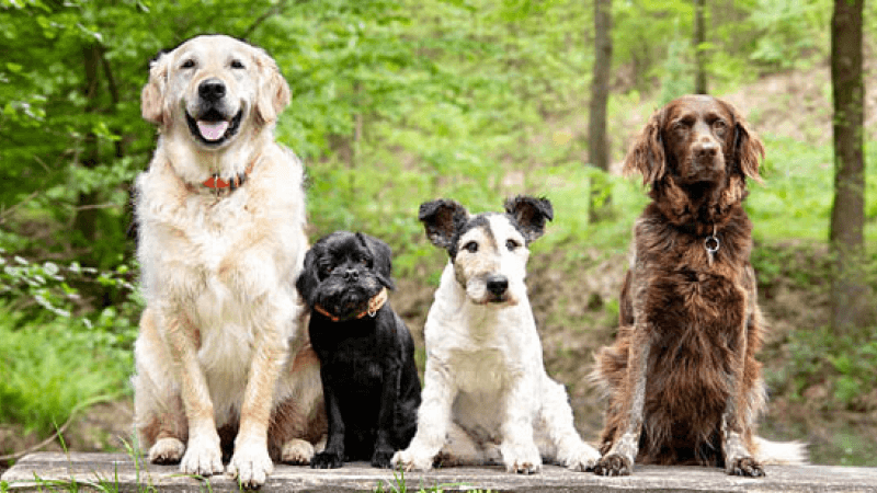 HealYourPaws pet carnival event celebrating the wider pet care community and its members